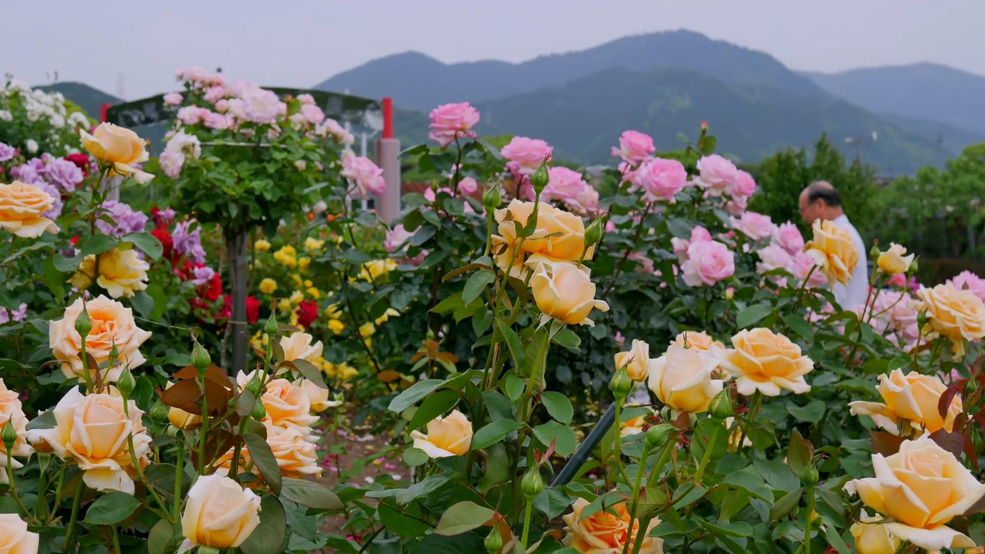 Đến thăm khu vườn trên đảo ở Nhật Bản với 2.600 cây hoa hồng rung rinh trước gió đẹp mê mẩn lòng người - Ảnh 20.
