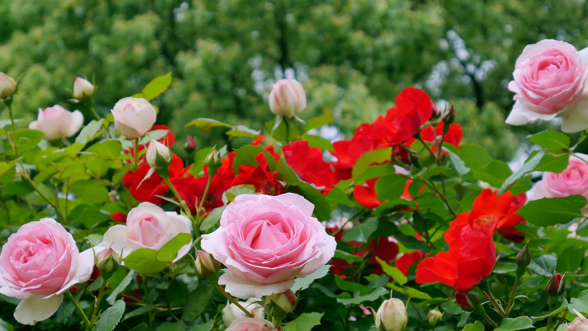 Đến thăm khu vườn trên đảo ở Nhật Bản với 2.600 cây hoa hồng rung rinh trước gió đẹp mê mẩn lòng người - Ảnh 21.