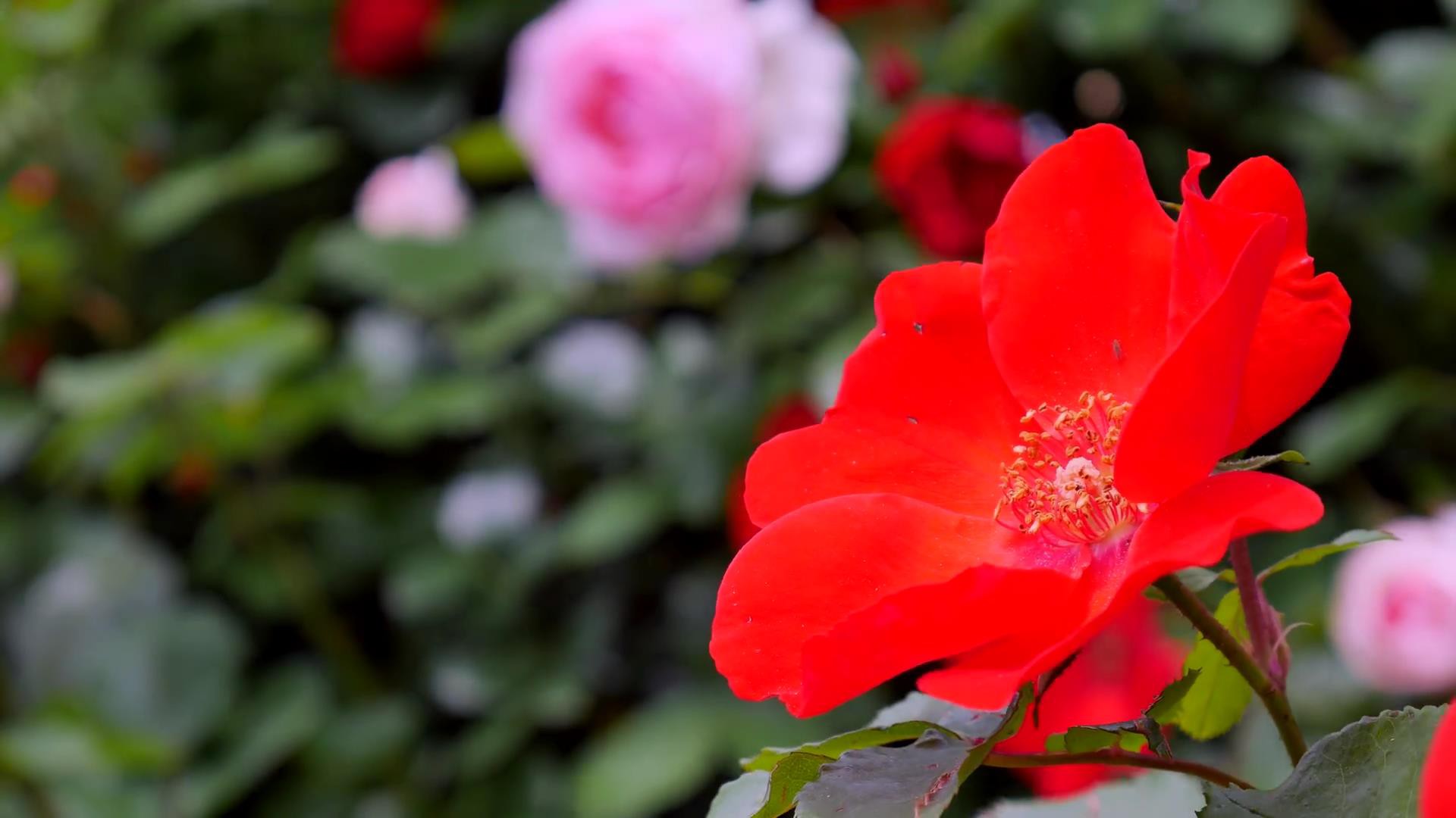 Đến thăm khu vườn trên đảo ở Nhật Bản với 2.600 cây hoa hồng rung rinh trước gió đẹp mê mẩn lòng người - Ảnh 22.
