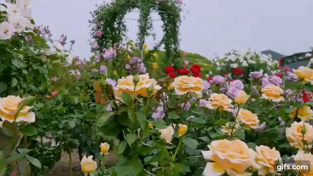 Đến thăm khu vườn trên đảo ở Nhật Bản với 2.600 cây hoa hồng rung rinh trước gió đẹp mê mẩn lòng người - Ảnh 1.