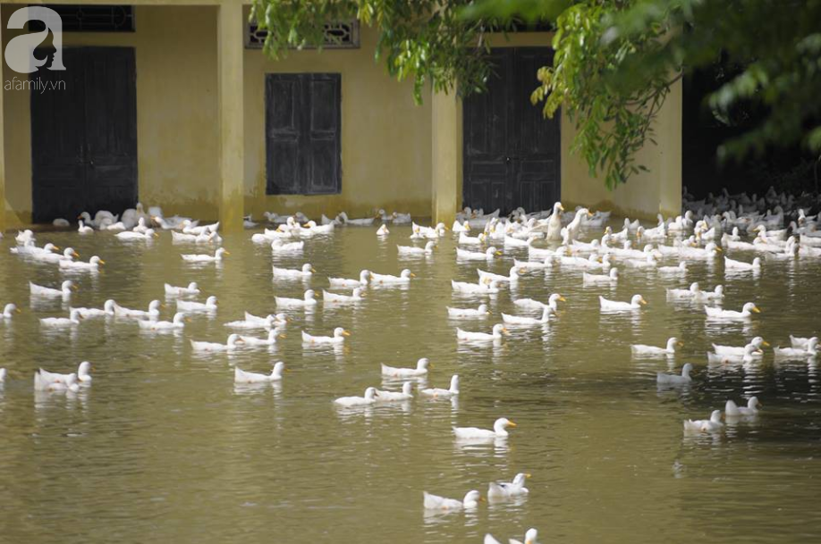 Vùng ngoại thành Hà Nội nhiều nơi bị chia cắt vì nước vẫn ngập trắng - Ảnh 12.