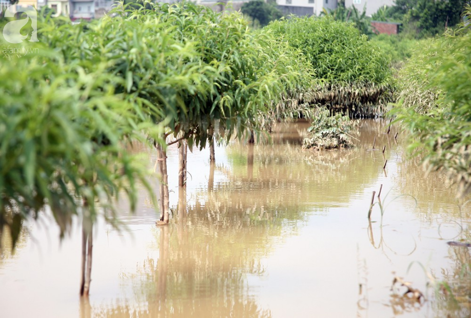 Hà Nội: Nước sông Hồng dâng cao, nông dân trồng đào lo ngay ngáy vì hàng nghìn gốc đào bị ngập úng - Ảnh 3.