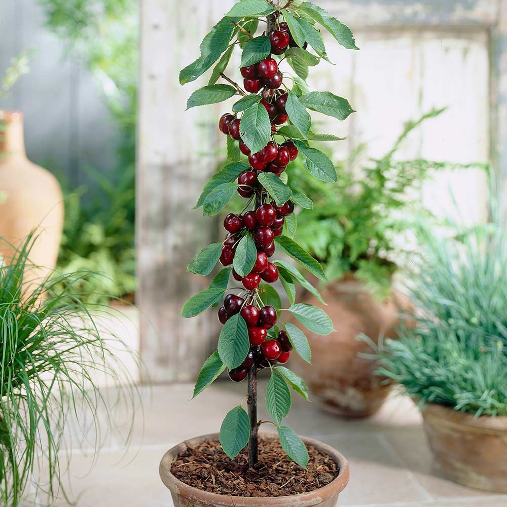 Tự trồng cherry tại nhà ăn cả năm không hết với bí quyết đơn giản - Ảnh 10.