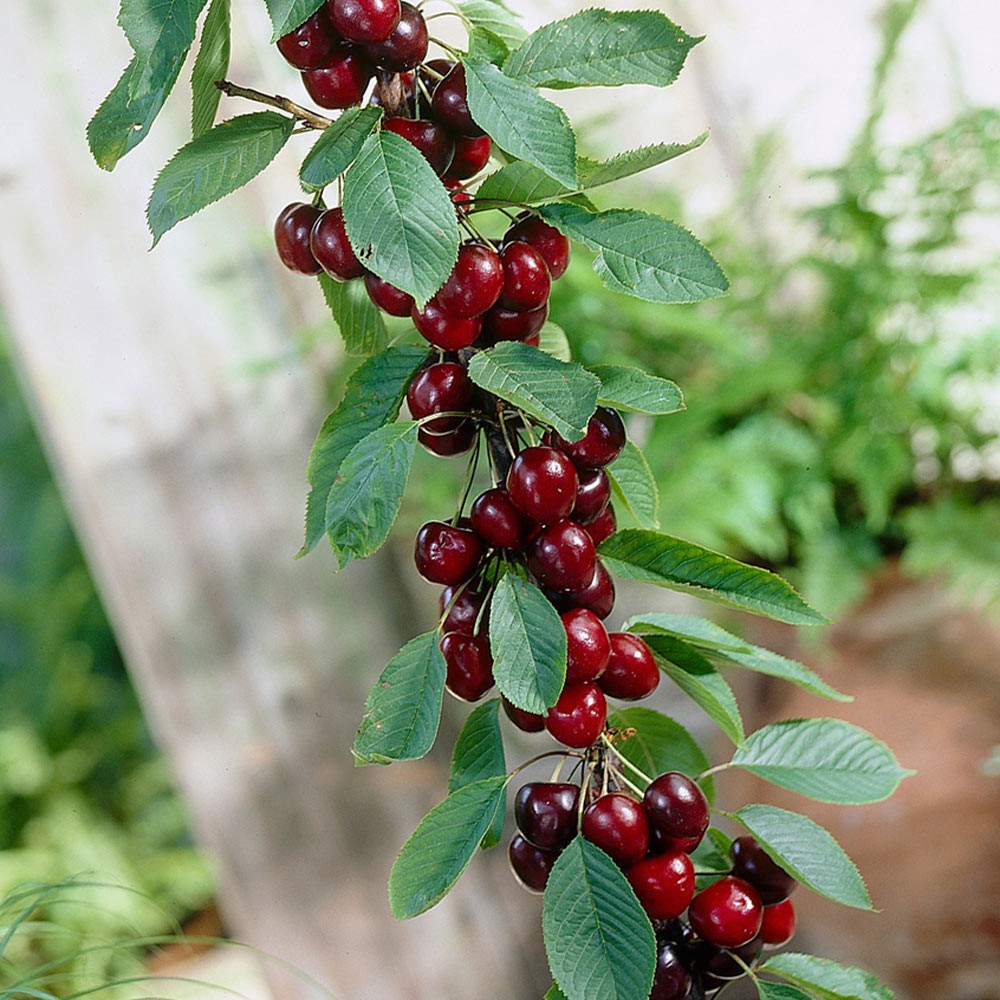 Tự trồng cherry tại nhà ăn cả năm không hết với bí quyết đơn giản - Ảnh 9.