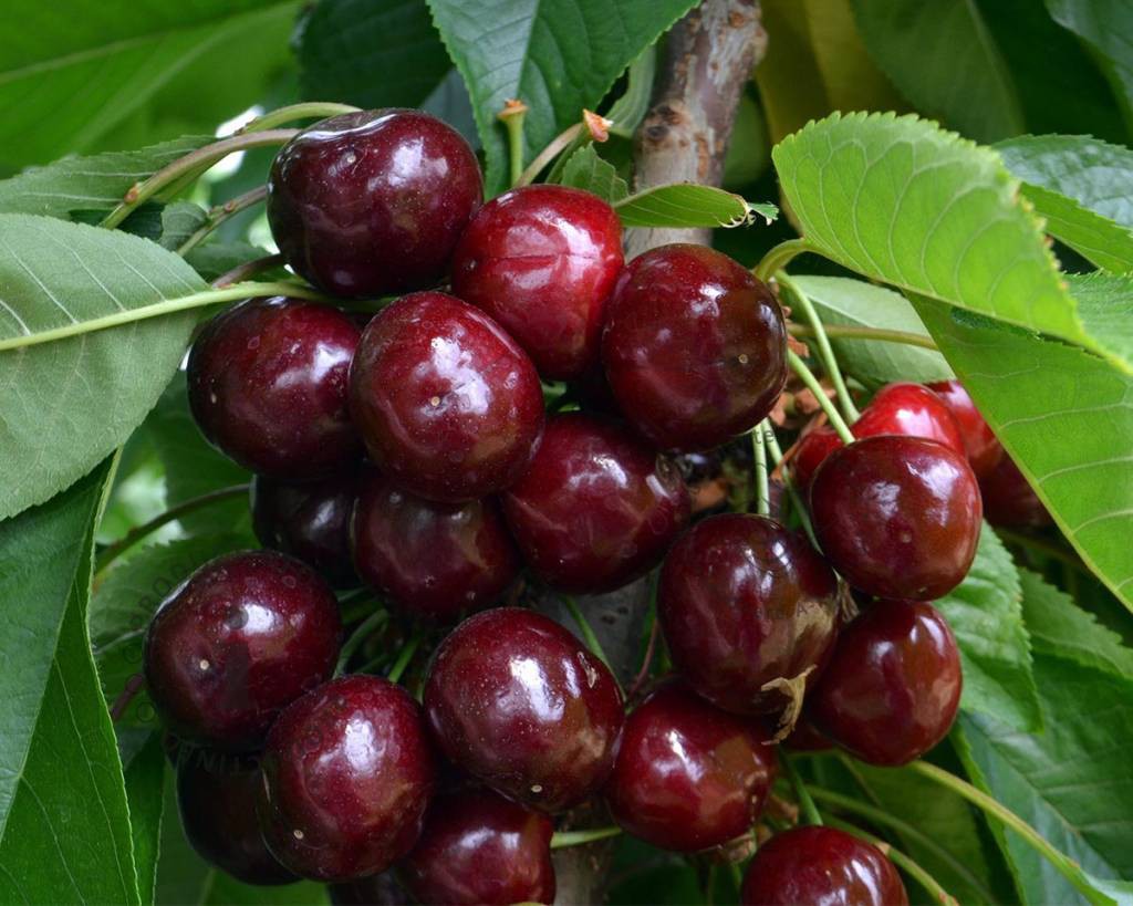 Tự Trồng Cherry Tại Nhà Ăn Cả Năm Không Hết Với Bí Quyết Đơn Giản