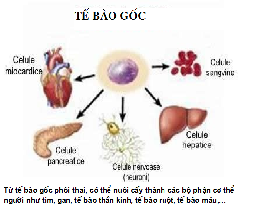 Giải đáp 5 thắc mắc về dùng tế bào gốc - phương pháp hứa hẹn chữa được nhiều bệnh nan y - Ảnh 2.