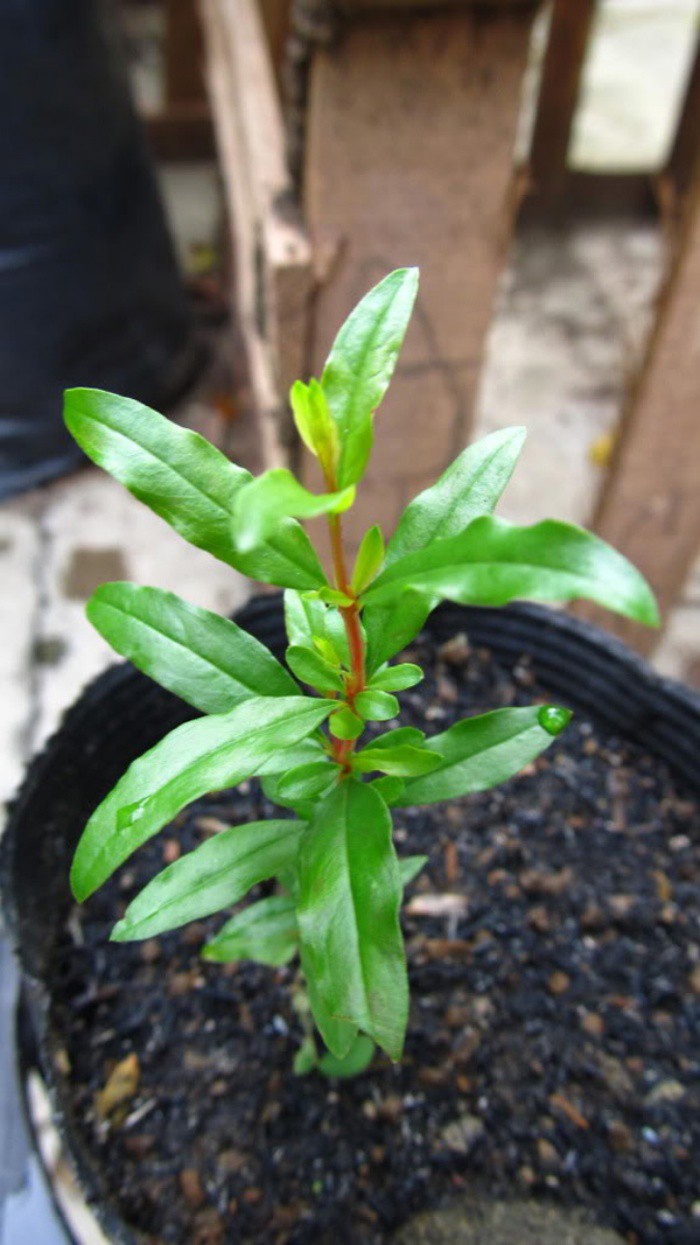 How to easily grow dwarf pomegranates in pots to decorate the house and get tired of harvesting fruit - Photo 7.