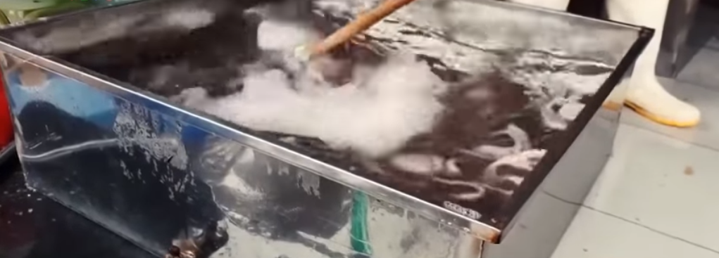Vụ tẩy rửa bạch tuộc bằng hóa chất tại Hà Nội: Chủ cơ sở nói không, nhân viên lại nói khác - Ảnh 2.