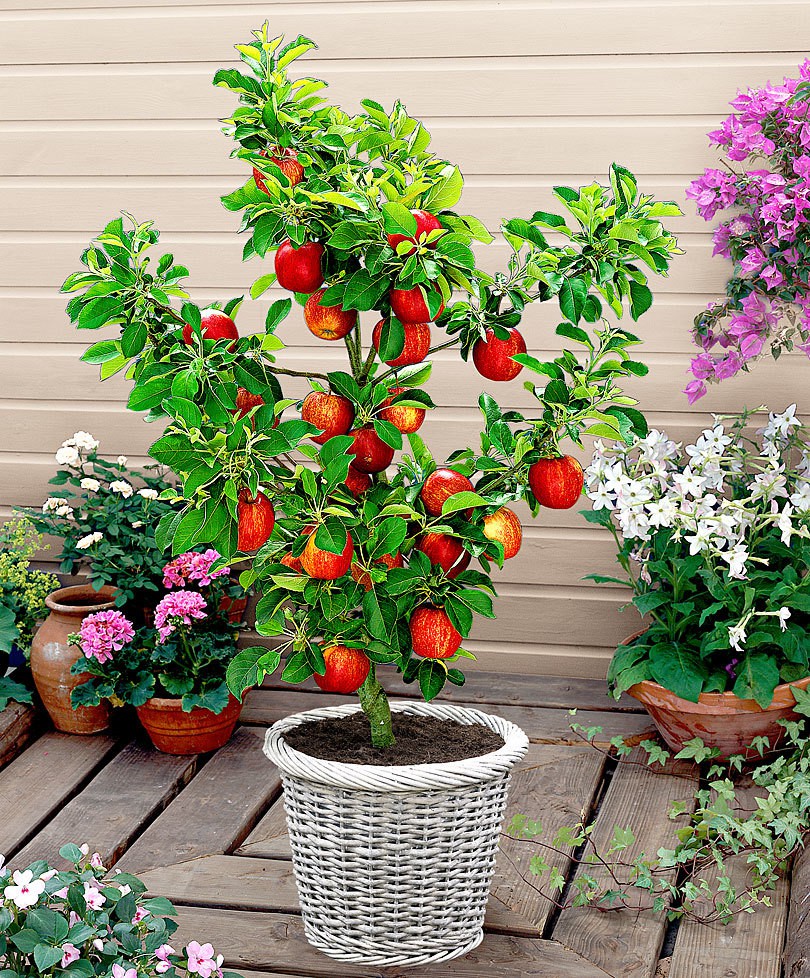Tự trồng táo Tây siêu lùn nhưng cây sai trĩu quả khiến bạn thu hoạch mỏi tay  - Ảnh 9.