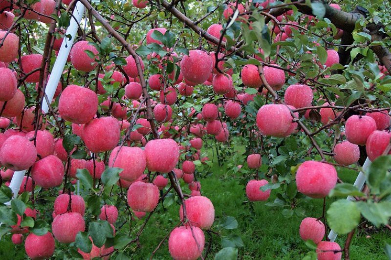 Tự trồng táo Tây siêu lùn nhưng cây sai trĩu quả khiến bạn thu hoạch mỏi tay  - Ảnh 4.