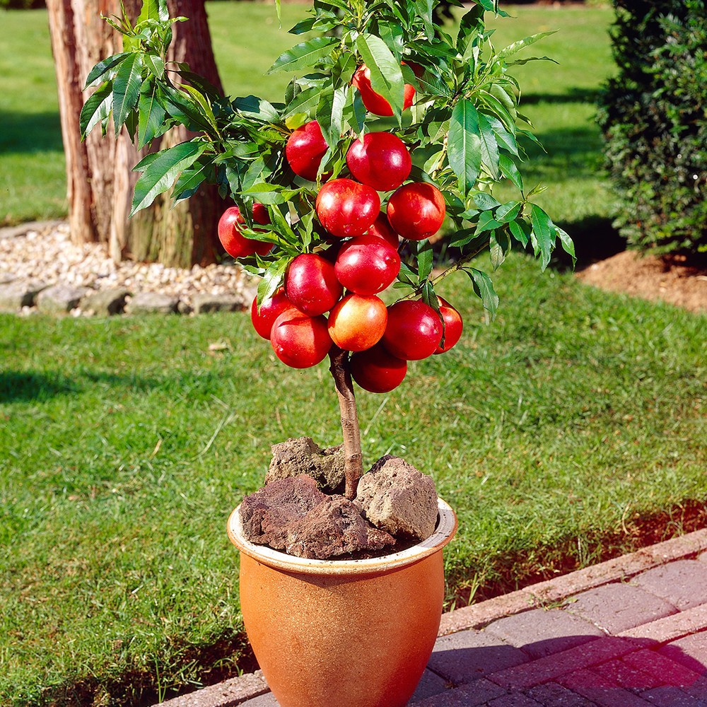 Tự trồng táo Tây siêu lùn nhưng cây sai trĩu quả khiến bạn thu hoạch mỏi tay  - Ảnh 10.