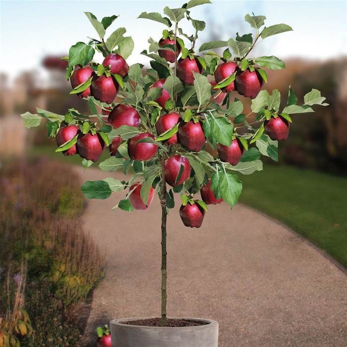 Tự trồng táo Tây siêu lùn nhưng cây sai trĩu quả khiến bạn thu hoạch mỏi tay  - Ảnh 3.
