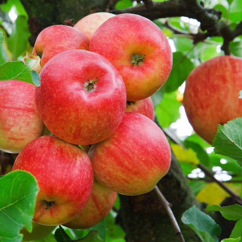 Tự trồng táo Tây siêu lùn nhưng cây sai trĩu quả khiến bạn thu hoạch mỏi tay  - Ảnh 8.