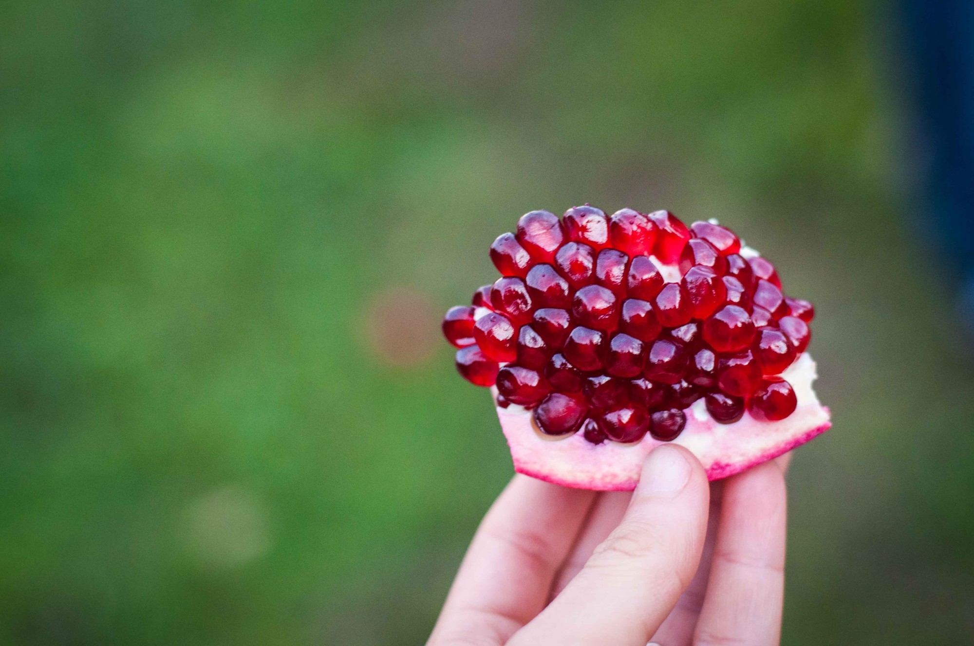 How to easily grow dwarf pomegranates in pots to decorate the house and get tired of harvesting fruit - Photo 5.