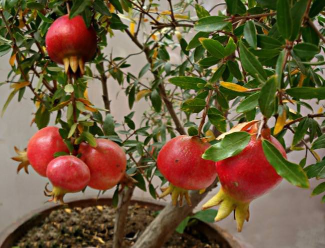 How to easily grow dwarf pomegranates in pots to decorate the house and get tired of harvesting fruit - Photo 4.