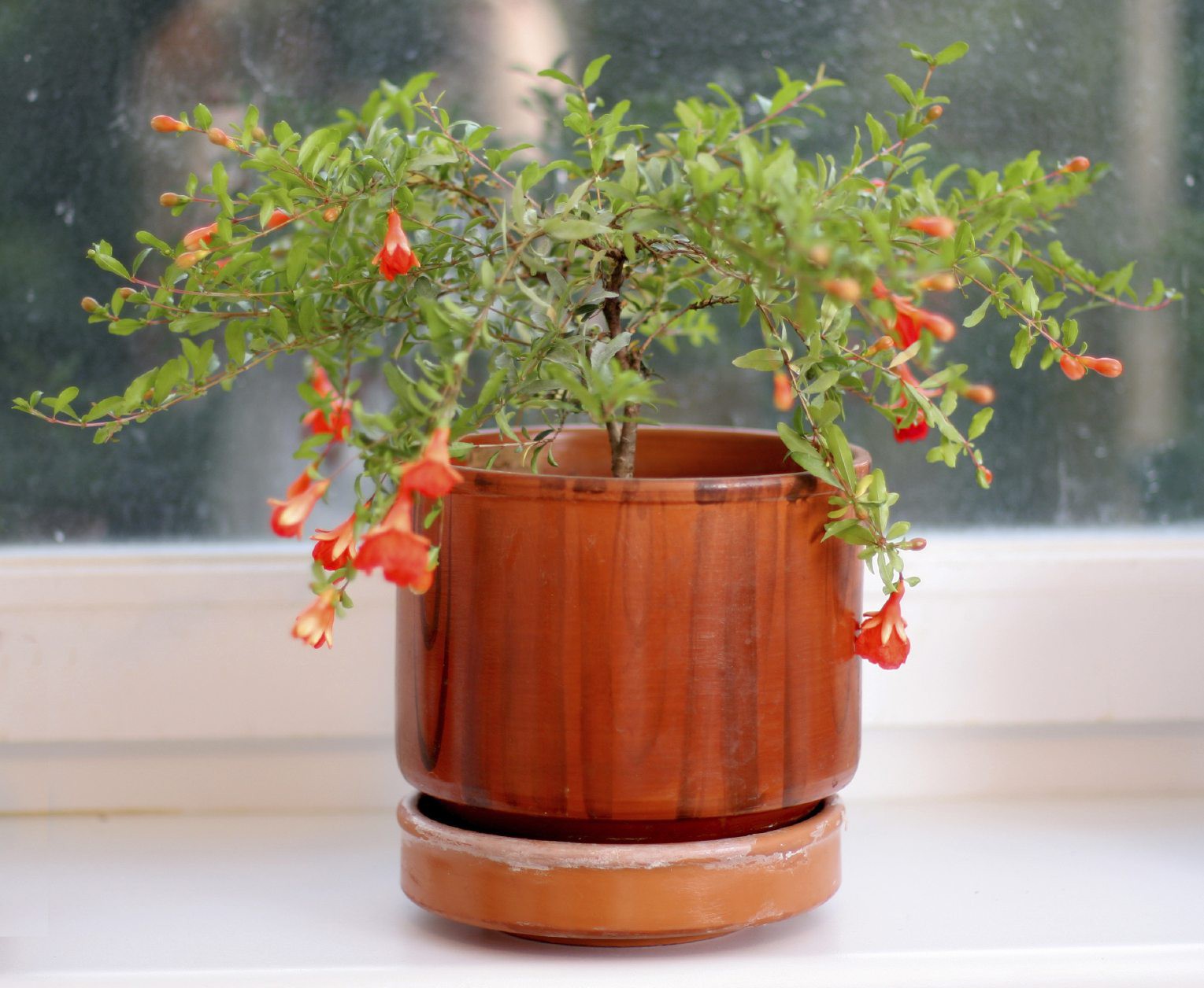 How to easily grow dwarf pomegranates in pots, both decorate the house and get tired of harvesting fruit - Photo 10.