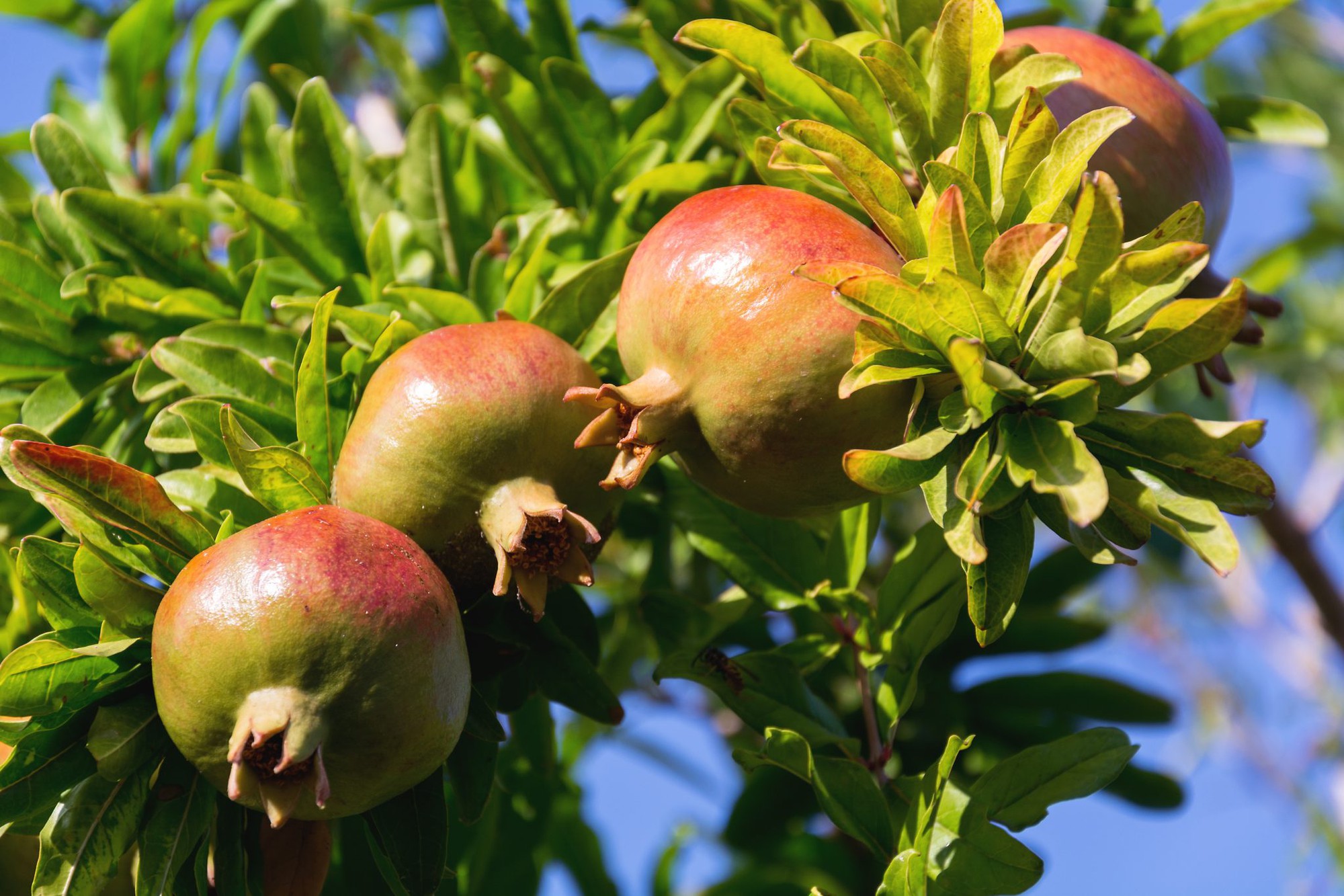 The easy way to grow dwarf pomegranates in pots is both home decoration and tired hands harvesting fruit - Photo 3.