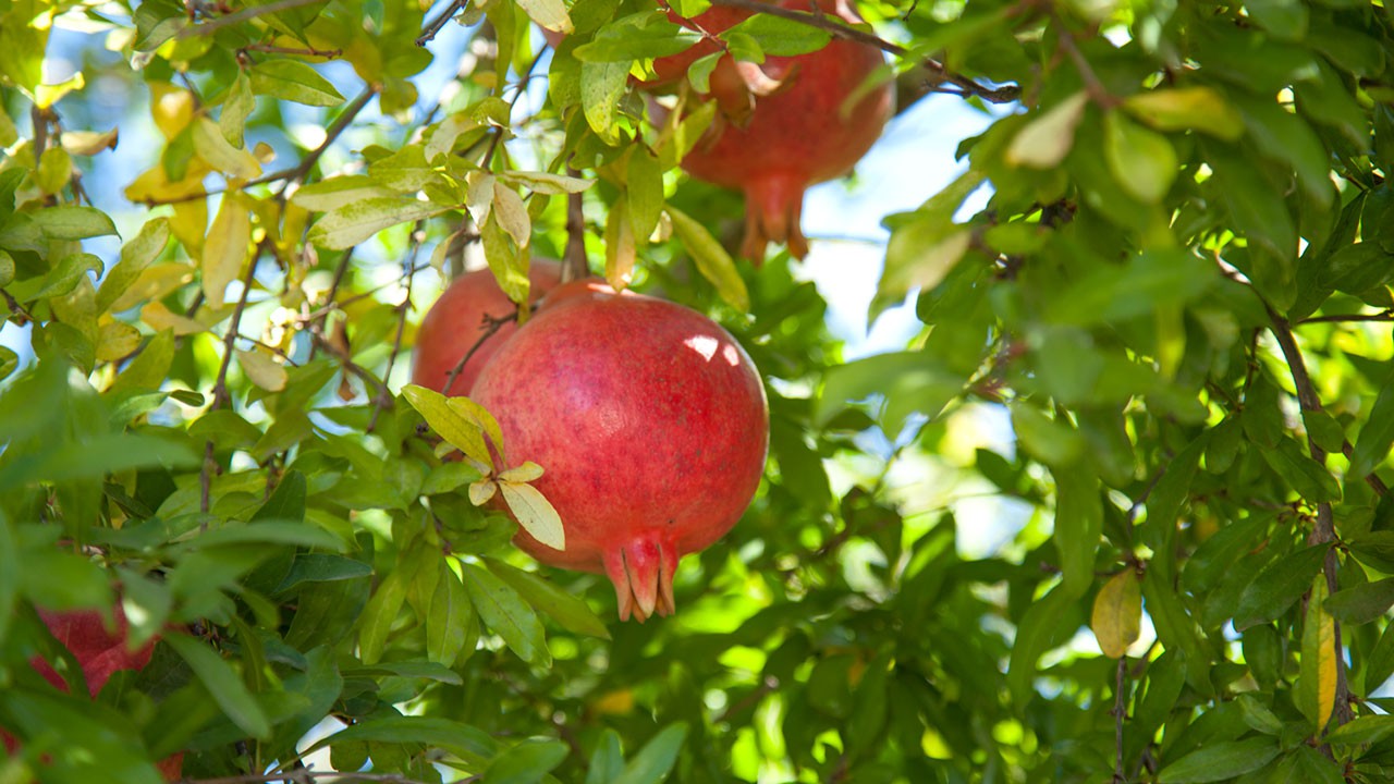 The easy way to grow dwarf pomegranates in pots is both home decoration and tired hands harvesting fruit - Photo 2.