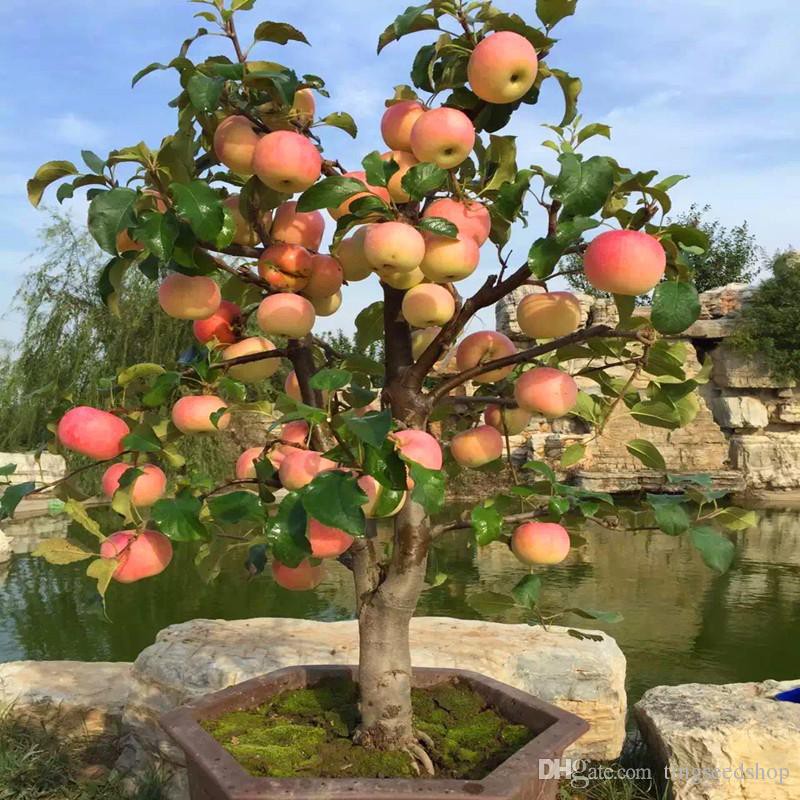 Tự trồng táo Tây siêu lùn nhưng cây sai trĩu quả khiến bạn thu hoạch mỏi tay  - Ảnh 1.