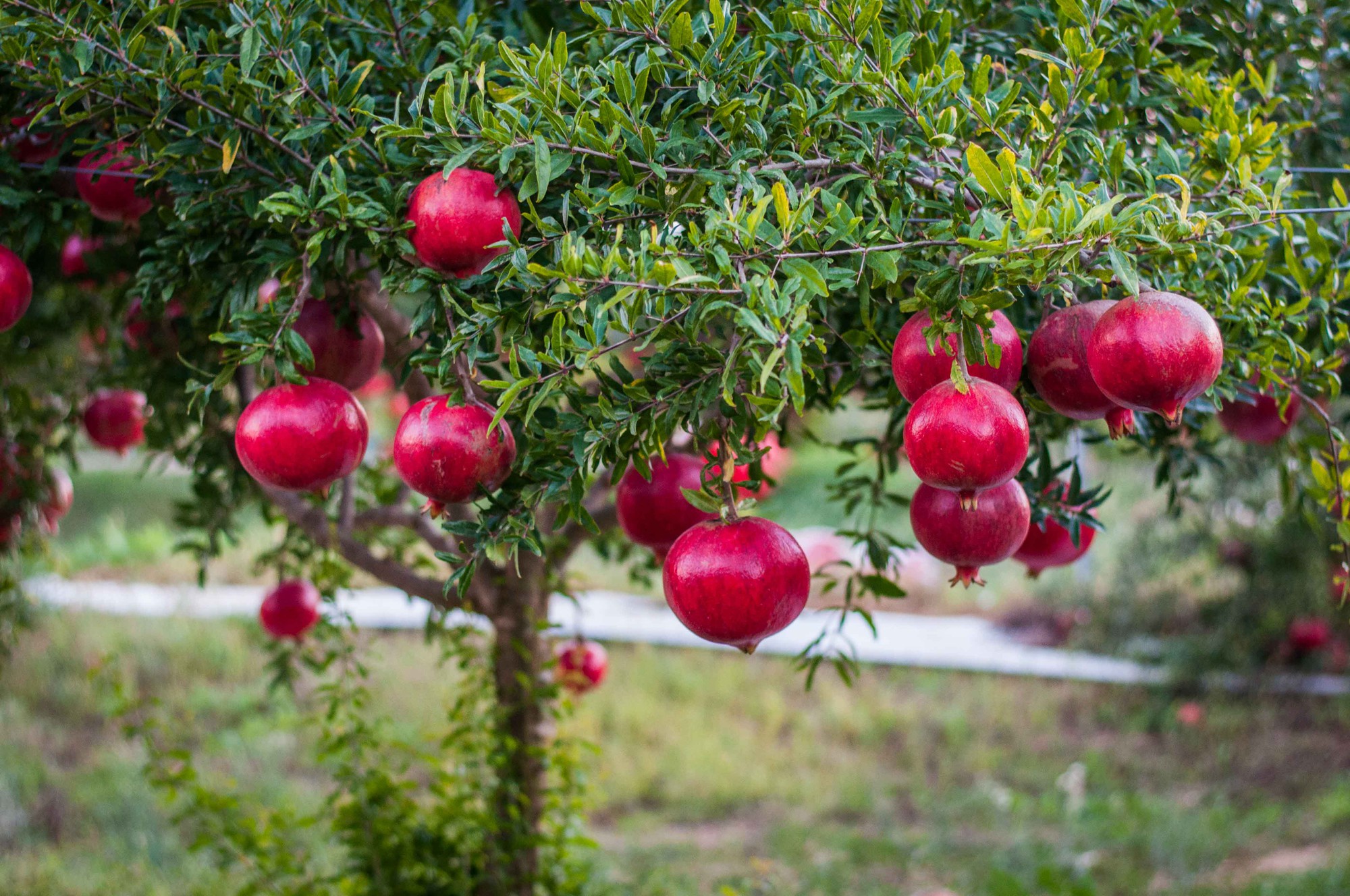 How to easily grow dwarf pomegranates in pots to decorate the house and harvest the fruit - Photo 1.