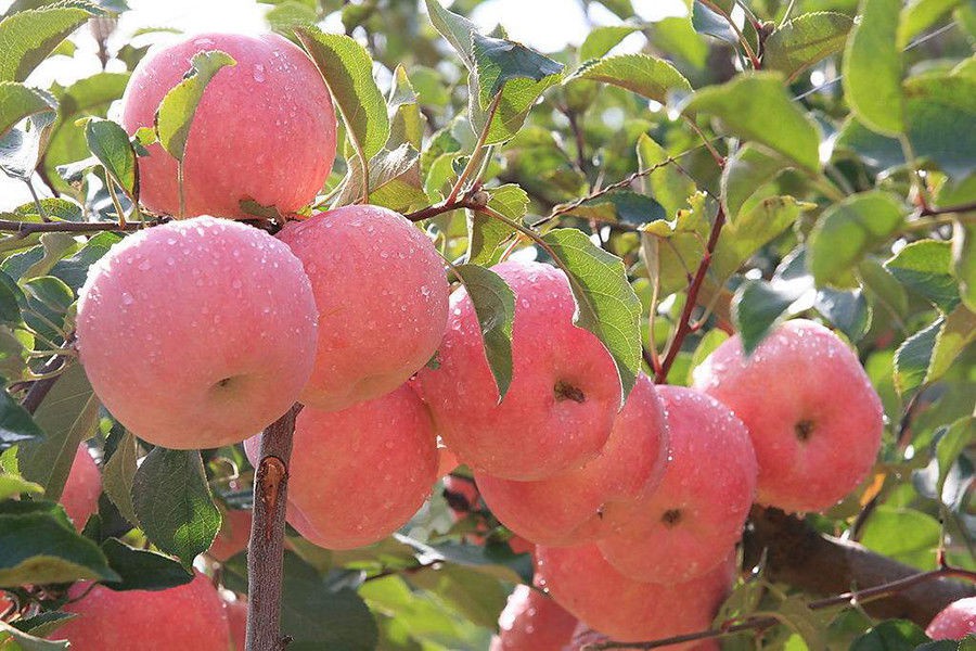 Tự trồng táo Tây siêu lùn nhưng cây sai trĩu quả khiến bạn thu hoạch mỏi tay  - Ảnh 6.