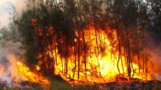 Nghệ An: Một cụ ông bị ngọn lửa thiêu sống khi ngăn cháy rừng - Ảnh 1.