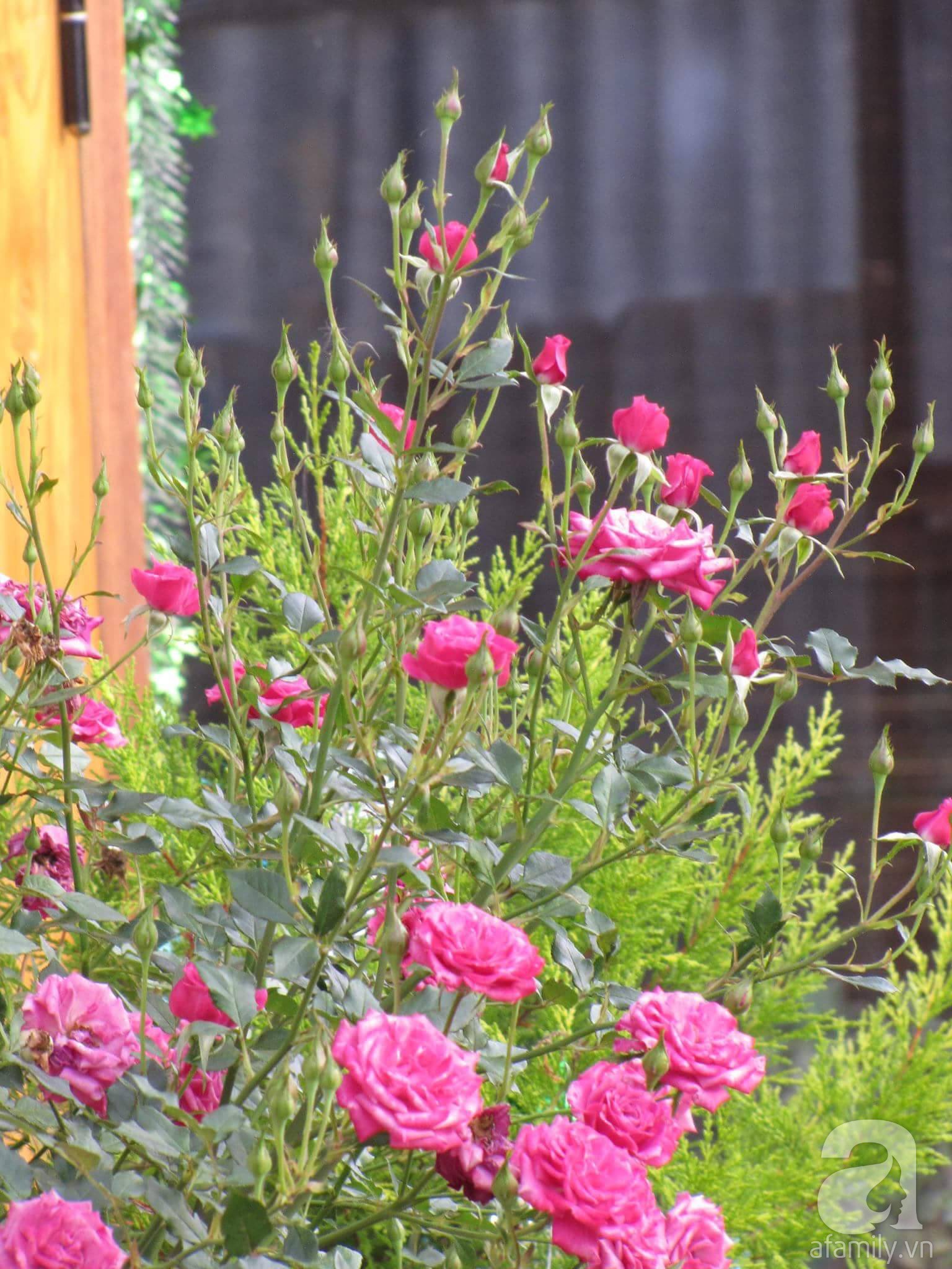 Người bố trồng cả vườn hồng đẹp như mơ để dành tặng con gái yêu ở Đà Lạt - Ảnh 9.