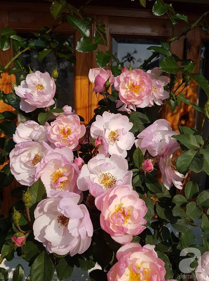 Người bố trồng cả vườn hồng đẹp như mơ để dành tặng con gái yêu ở Đà Lạt - Ảnh 7.
