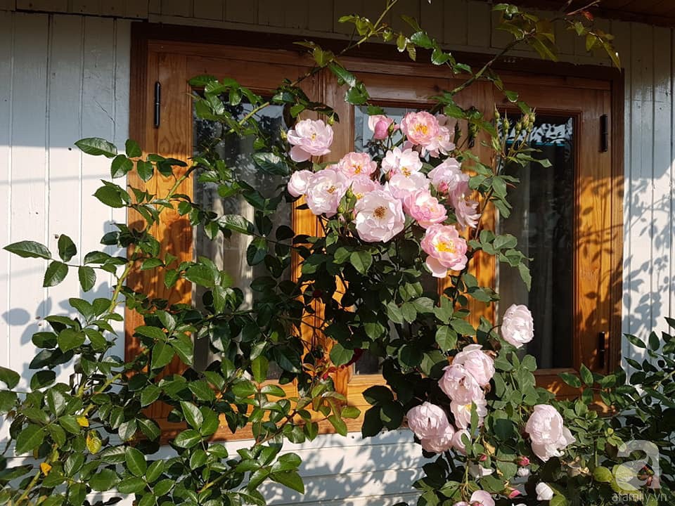 Người bố trồng cả vườn hồng đẹp như mơ để dành tặng con gái yêu ở Đà Lạt - Ảnh 4.