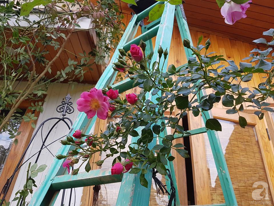 Người bố trồng cả vườn hồng đẹp như mơ để dành tặng con gái yêu ở Đà Lạt - Ảnh 17.