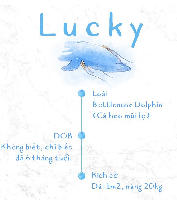 Ba ngày kỳ diệu của Lucky - Em bé cá heo bị thương trôi dạt vào bờ biển và hồi sinh nhờ những người tử tế - Ảnh 1.