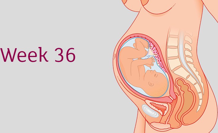 Tận mắt xem cuộc đua của hàng triệu tinh trùng gặp trứng và sự phát triển của thai nhi trong bụng mẹ - Ảnh 5.