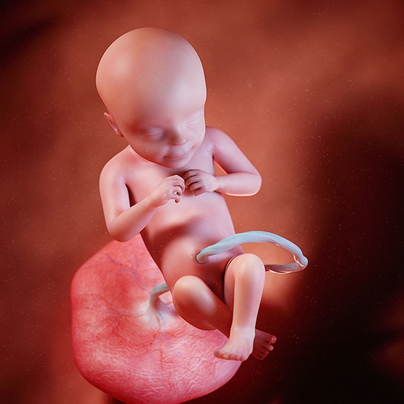 Tận mắt xem cuộc đua của hàng triệu tinh trùng gặp trứng và sự phát triển của thai nhi trong bụng mẹ - Ảnh 4.