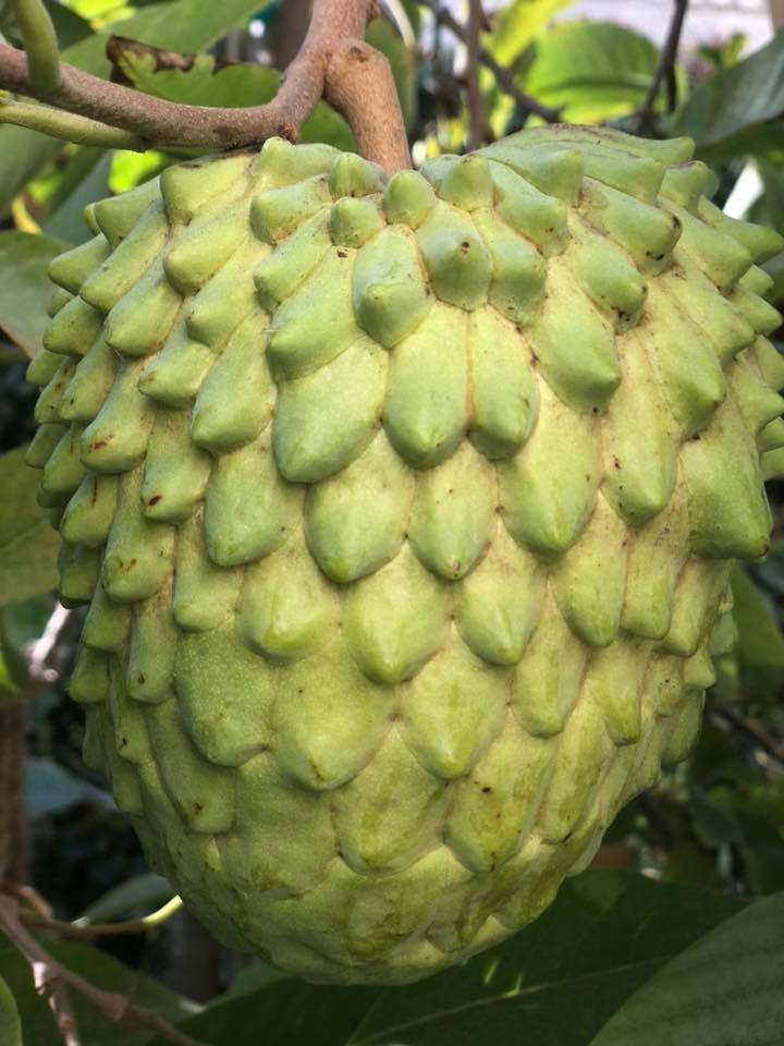 32215245_10214110407628060_7104997306365116416_n