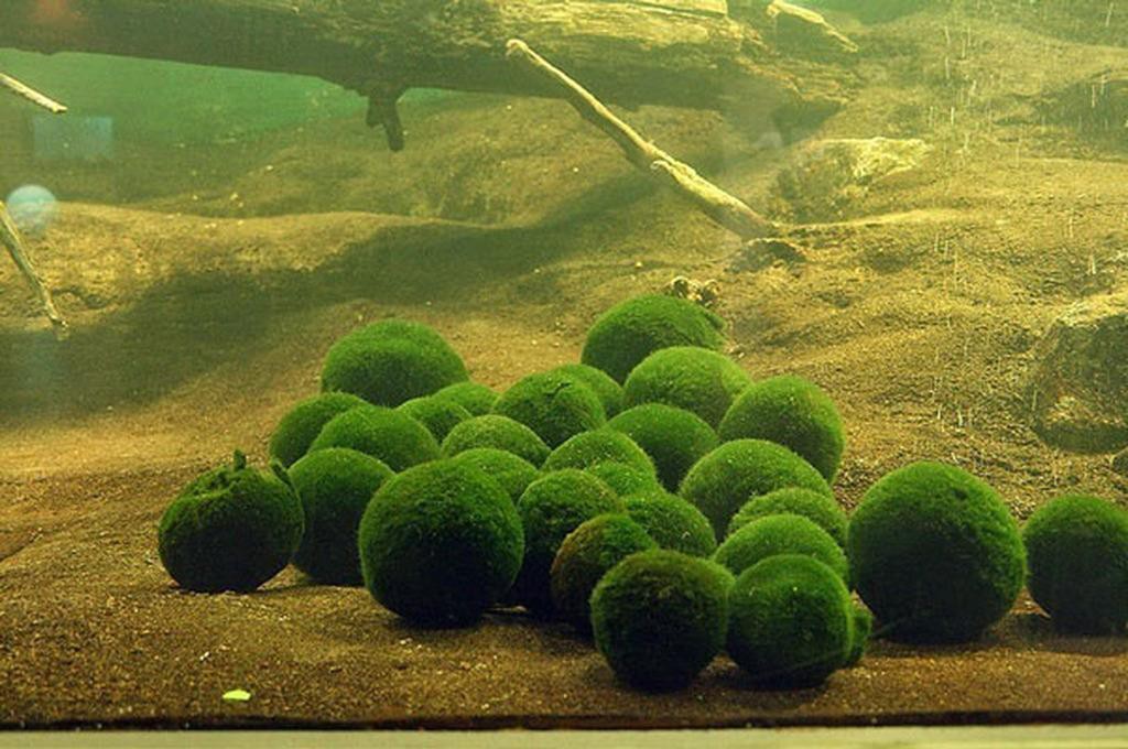 Растущая на дне озера. Маримо Мосс водоросль. Кладофора водоросль.