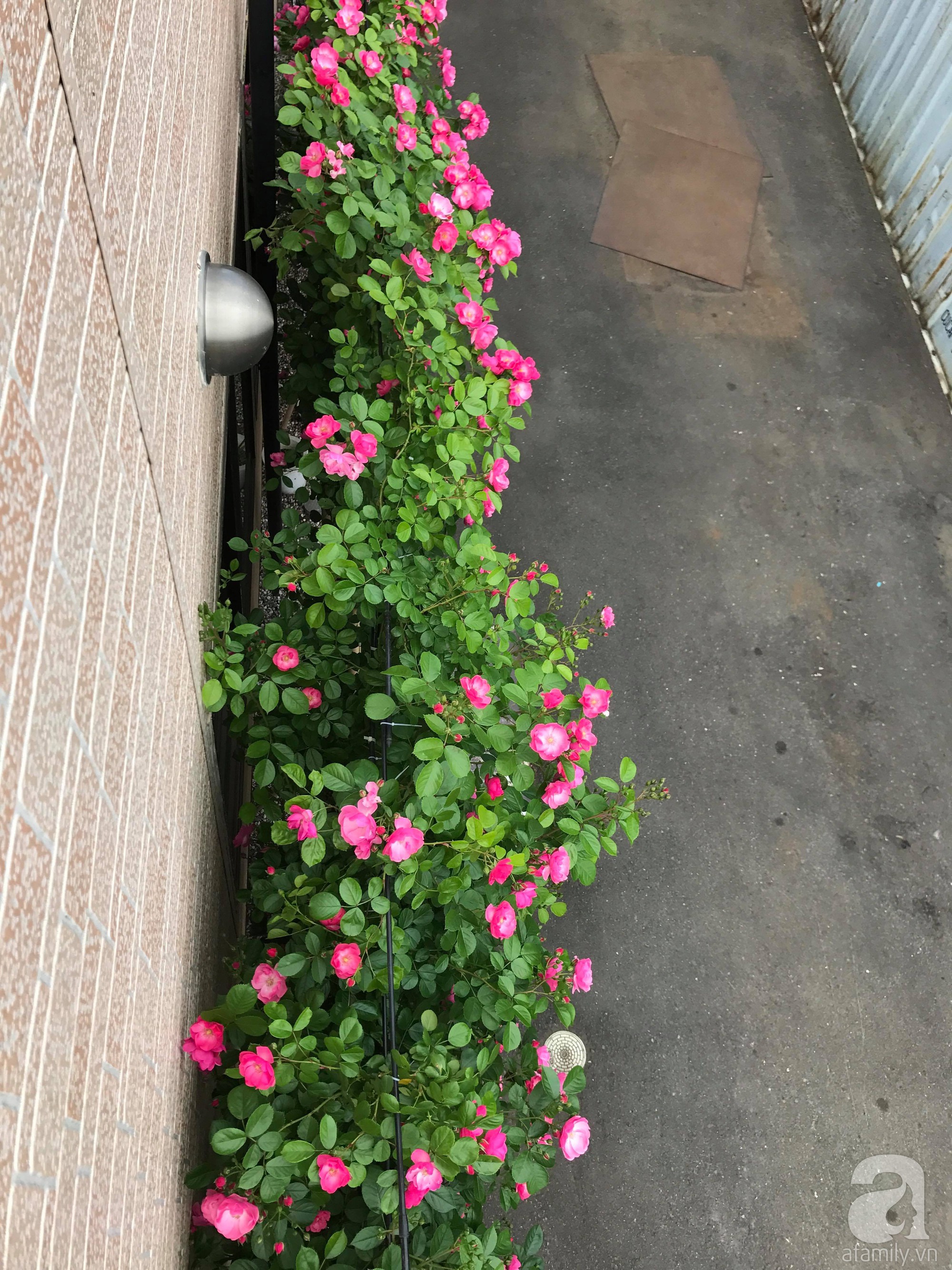Bức tường hoa hồng đẹp như mơ trong sân vườn vỏn vẹn 6m² của người phụ nữ bỏ ra 5 năm miệt mài chăm sóc - Ảnh 23.