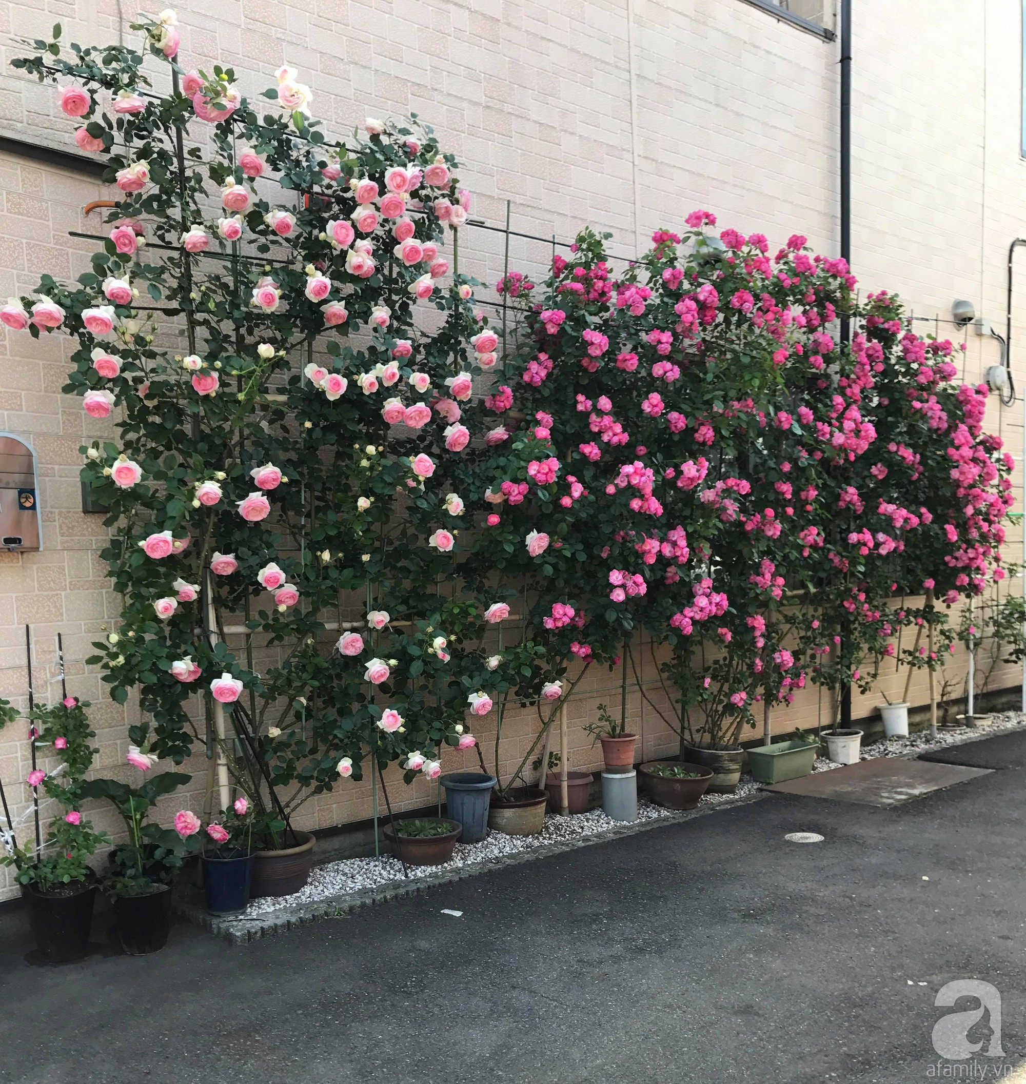 Bức tường hoa hồng đẹp như mơ trong sân vườn vỏn vẹn 6m² của người phụ nữ bỏ ra 5 năm miệt mài chăm sóc - Ảnh 22.