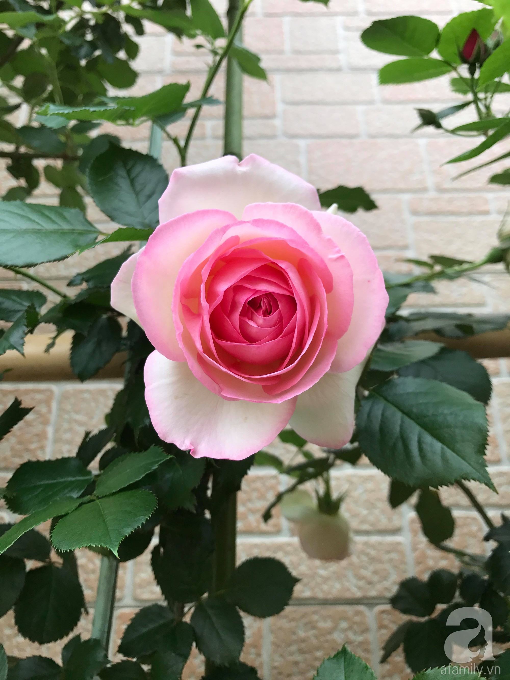 Bức tường hoa hồng đẹp như mơ trong sân vườn vỏn vẹn 6m² của người phụ nữ bỏ ra 5 năm miệt mài chăm sóc - Ảnh 17.