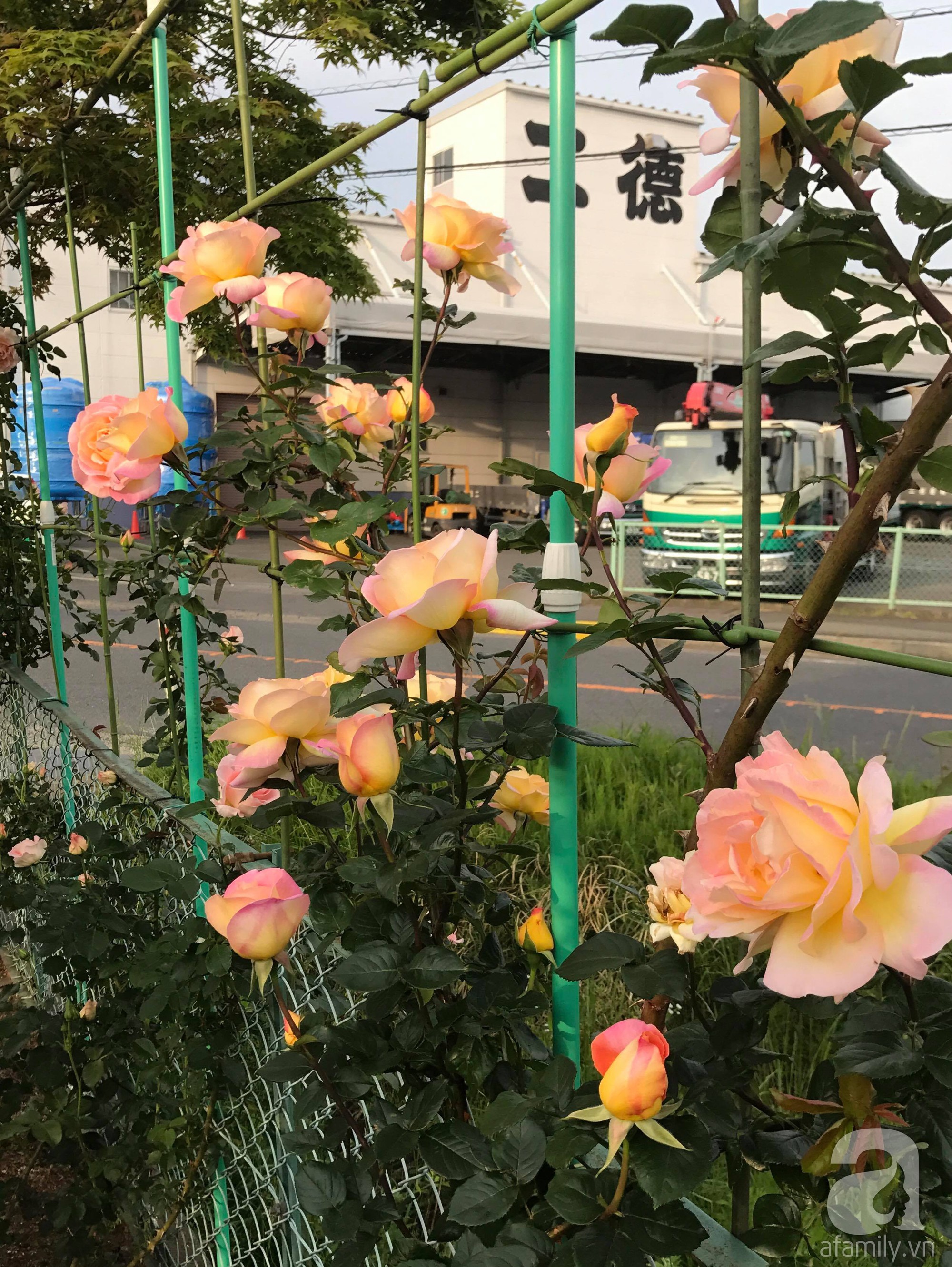 Bức tường hoa hồng đẹp như mơ trong sân vườn vỏn vẹn 6m² của người phụ nữ bỏ ra 5 năm miệt mài chăm sóc - Ảnh 16.