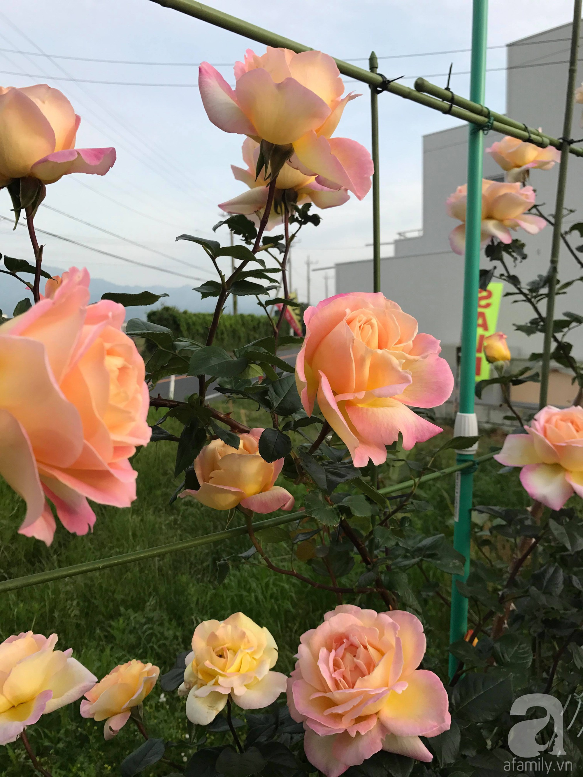 Bức tường hoa hồng đẹp như mơ trong sân vườn vỏn vẹn 6m² của người phụ nữ bỏ ra 5 năm miệt mài chăm sóc - Ảnh 15.