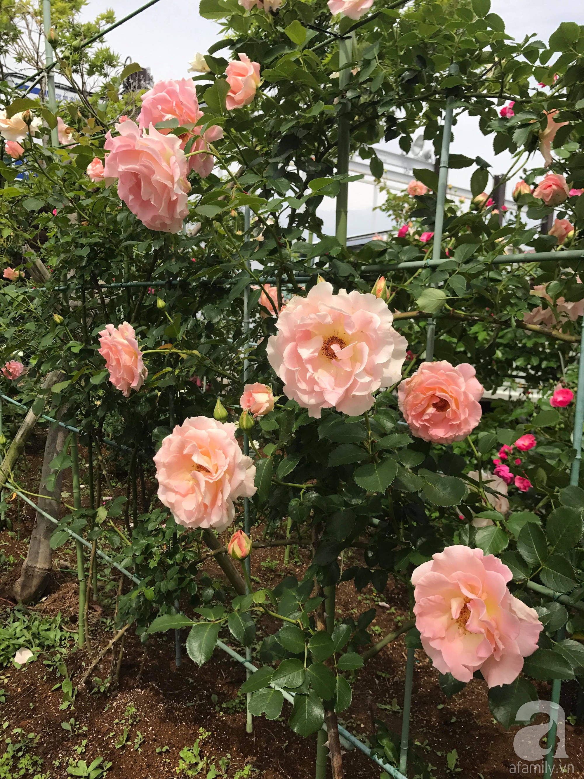 Bức tường hoa hồng đẹp như mơ trong sân vườn vỏn vẹn 6m² của người phụ nữ bỏ ra 5 năm miệt mài chăm sóc - Ảnh 14.