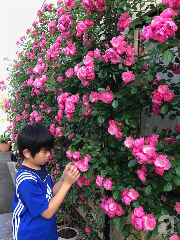 Bức tường hoa hồng đẹp như mơ trong sân vườn vỏn vẹn 6m² của người phụ nữ bỏ ra 5 năm miệt mài chăm sóc - Ảnh 3.
