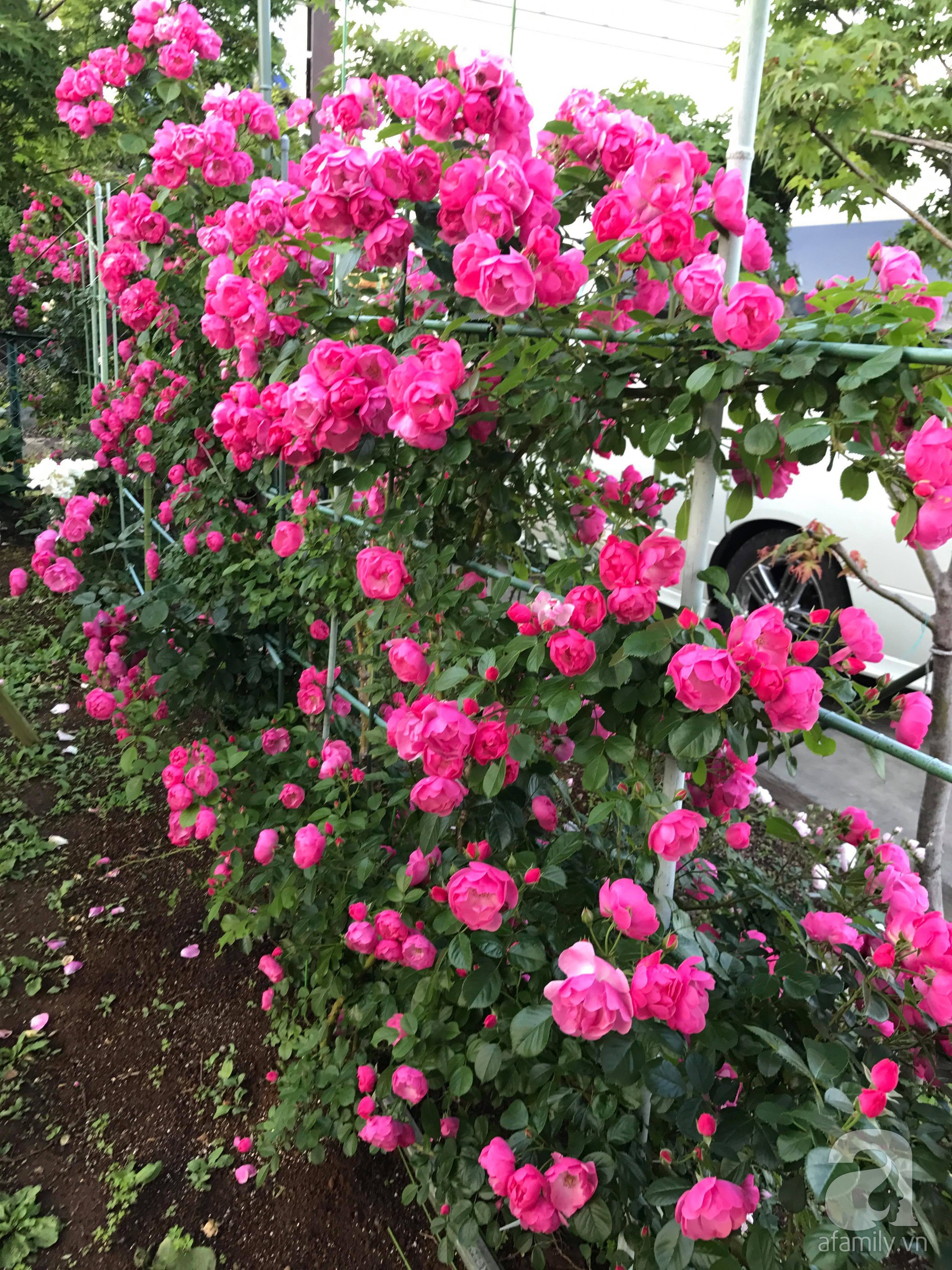 Bức tường hoa hồng đẹp như mơ trong sân vườn vỏn vẹn 6m² của người phụ nữ bỏ ra 5 năm miệt mài chăm sóc - Ảnh 8.