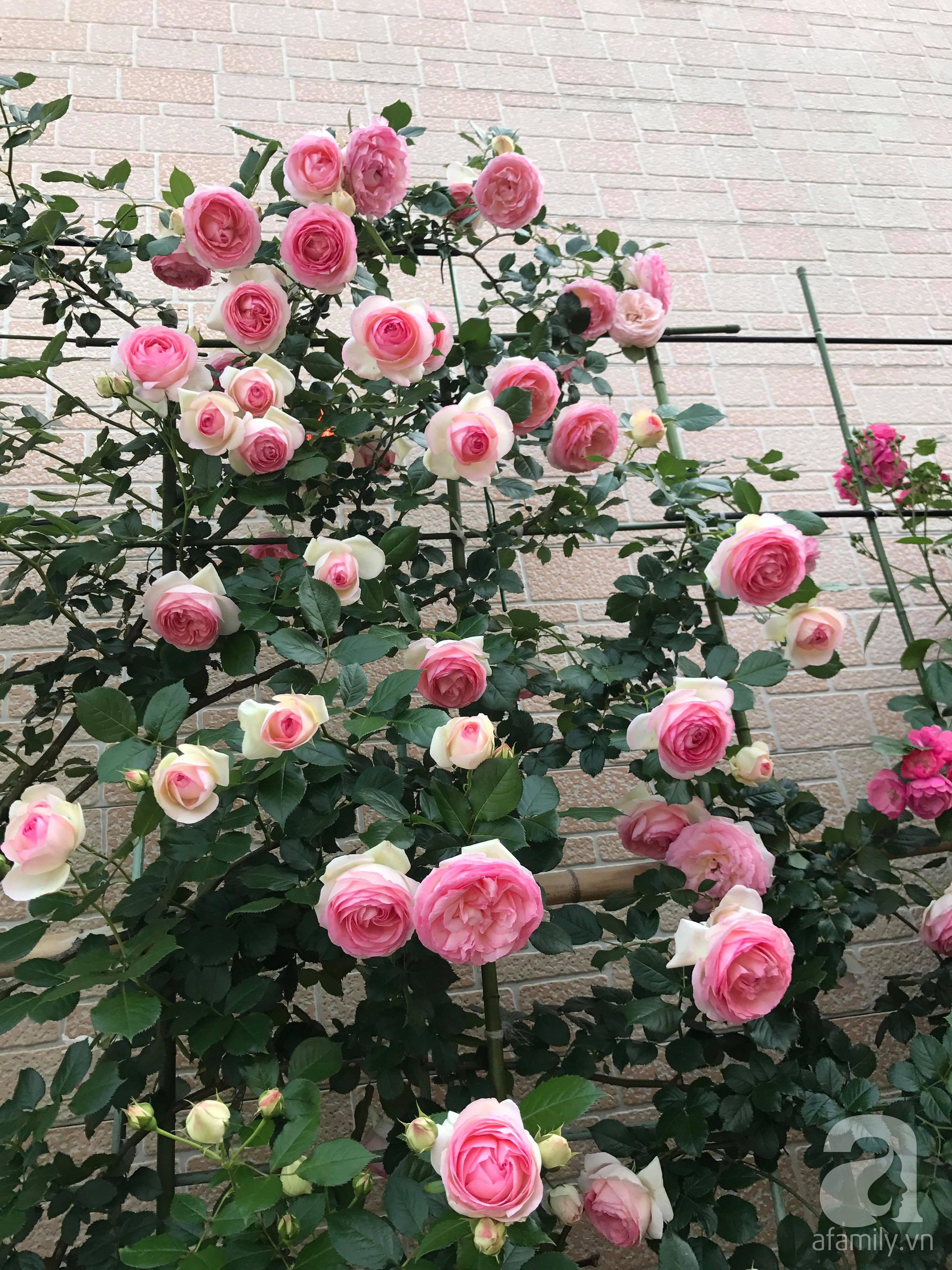 Bức tường hoa hồng đẹp như mơ trong sân vườn vỏn vẹn 6m² của người phụ nữ bỏ ra 5 năm miệt mài chăm sóc - Ảnh 7.