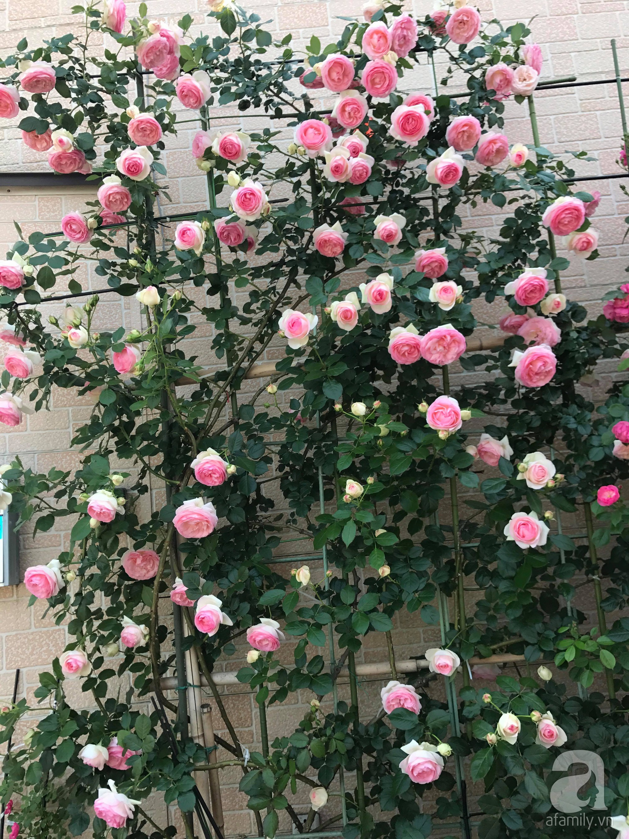 Bức tường hoa hồng đẹp như mơ trong sân vườn vỏn vẹn 6m²