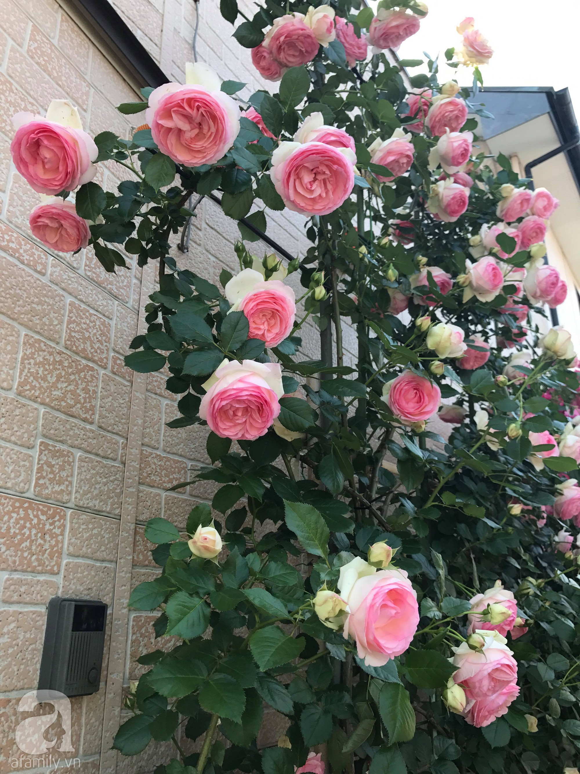 Bức tường hoa hồng đẹp như mơ trong sân vườn vỏn vẹn 6m² của người phụ nữ bỏ ra 5 năm miệt mài chăm sóc - Ảnh 5.