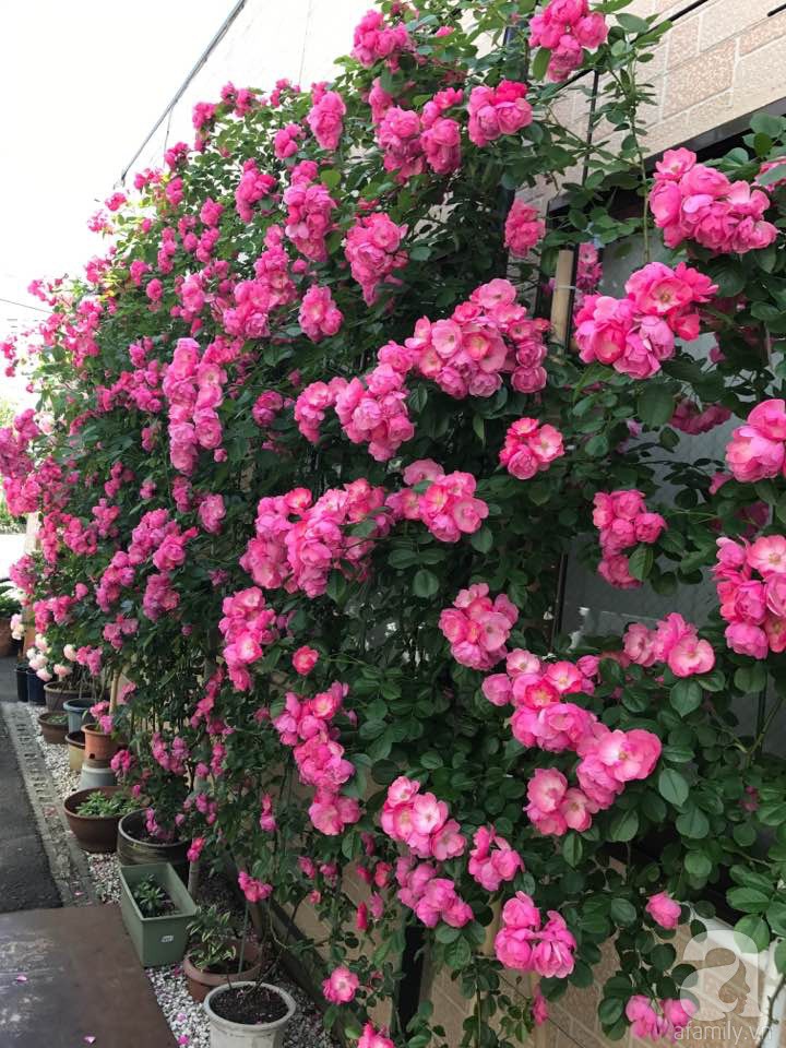 Bức tường hoa hồng đẹp như mơ trong sân vườn vỏn vẹn 6m² của người phụ nữ bỏ ra 5 năm miệt mài chăm sóc - Ảnh 9.