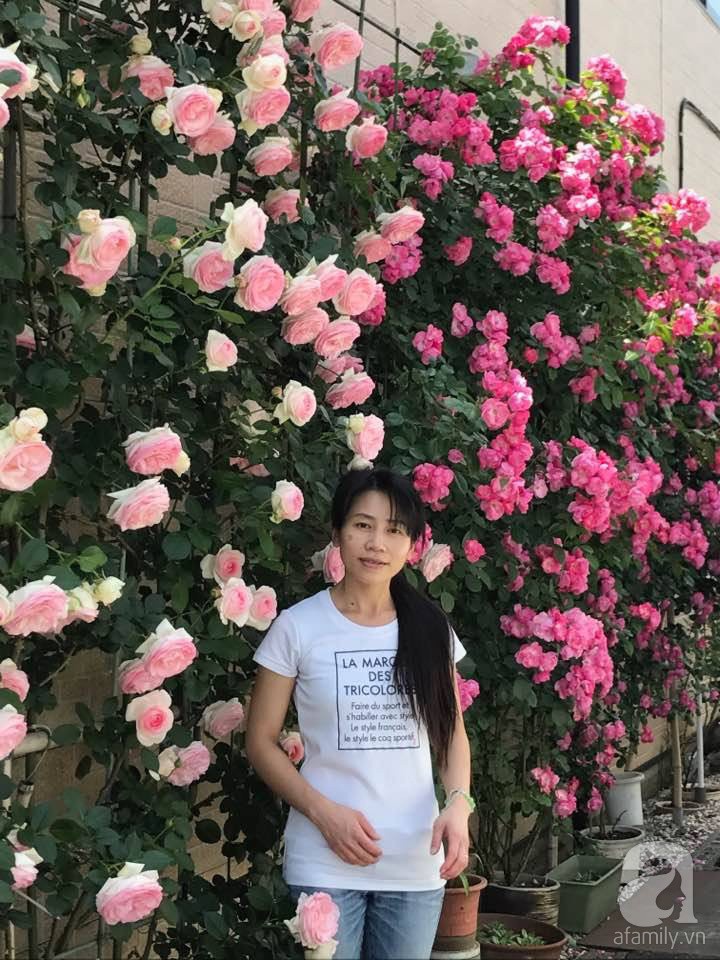 Bức tường hoa hồng đẹp như mơ trong sân vườn vỏn vẹn 6m²