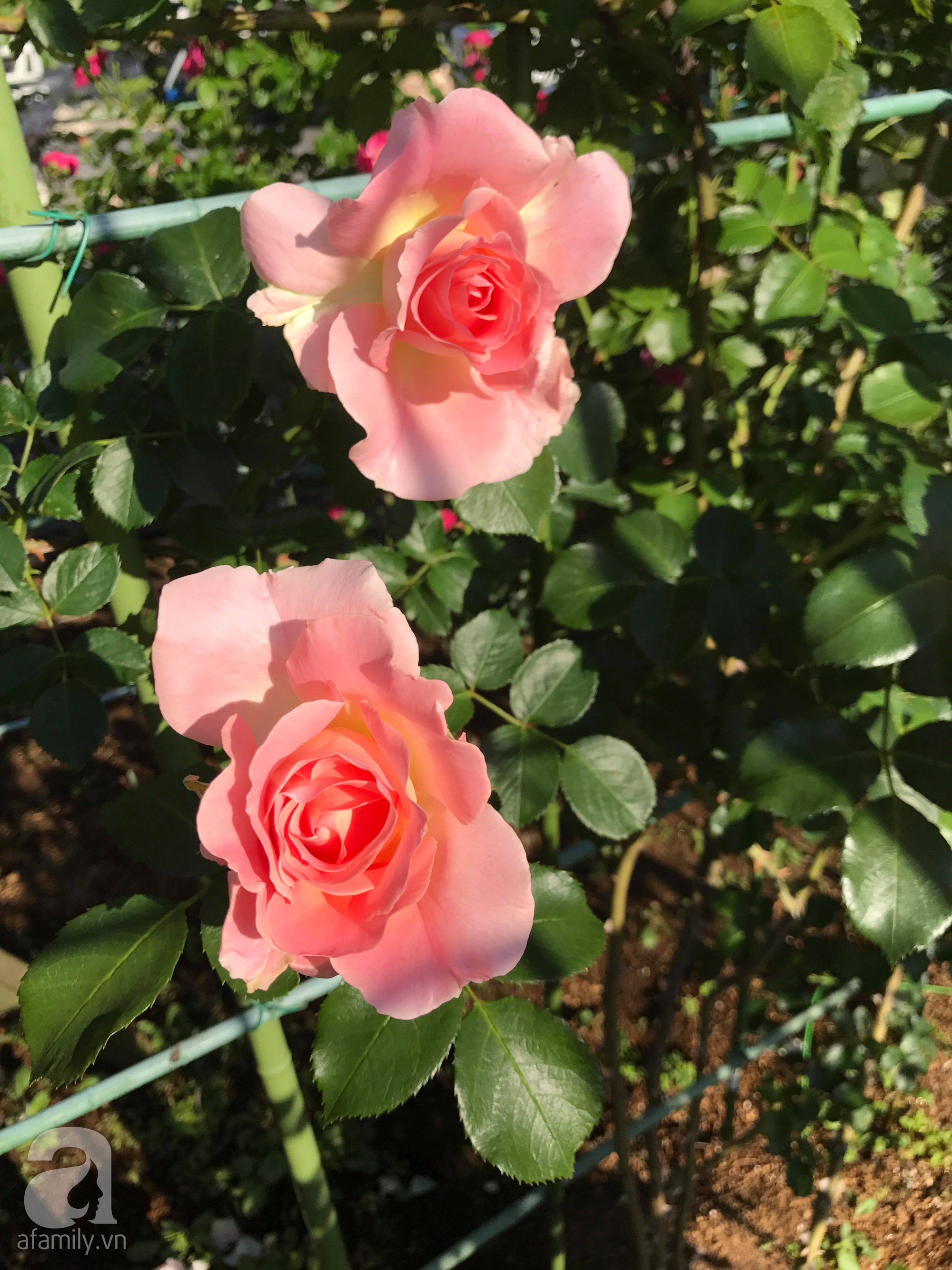 Bức tường hoa hồng đẹp như mơ trong sân vườn vỏn vẹn 6m² của người phụ nữ bỏ ra 5 năm miệt mài chăm sóc - Ảnh 12.