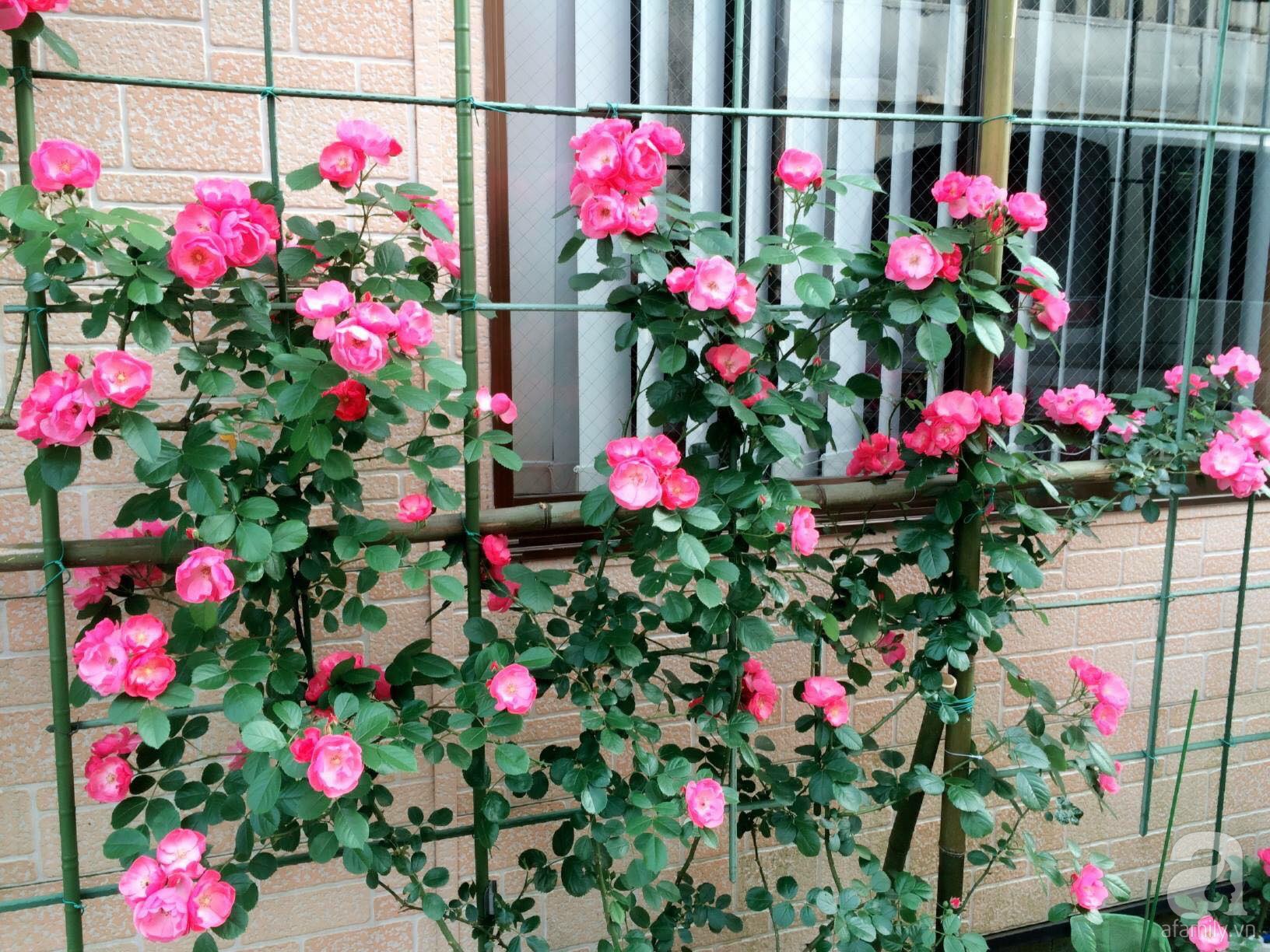 Bức tường hoa hồng đẹp như mơ trong sân vườn vỏn vẹn 6m² của người phụ nữ bỏ ra 5 năm miệt mài chăm sóc - Ảnh 4.
